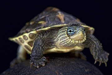 Naklejka na ściany i meble Chinese stripe-necked turtle (Mauremys sinensis)