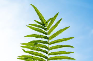 texture of fern leaves on white and blue sky