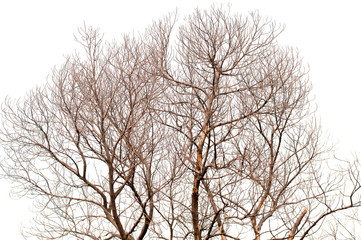 Tree is not leaves anf branch of dead tree on white background
