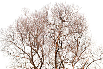 Tree is not leaves anf branch of dead tree on white background