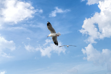 Seagull flying on blue sky