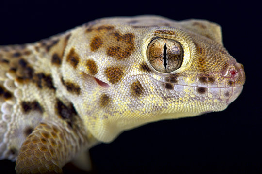 Wonder gecko  (Teratoscincus scincus)