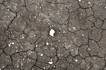 Texture of a dry and cracked gray river bed with fossil shells