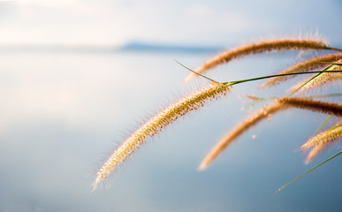 blurred grayish grass flower on blue sky
