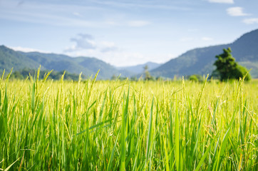 Rice field with mountain behind