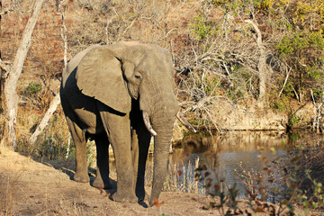 Elephant at a waterhole - 95982613