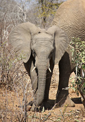 baby elephant - 95982617