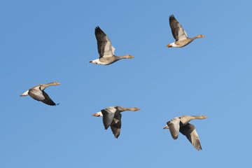 Greylag Geese flying in V-formation