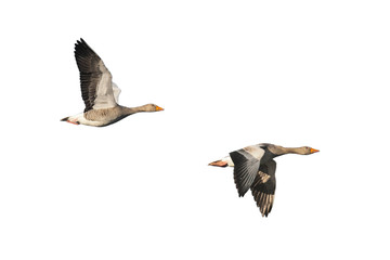 Two isolated greylag geese in flight