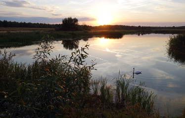 Naklejka na ściany i meble Swan floating on the lake at sunset