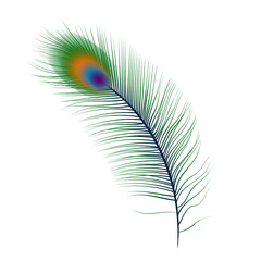 Isolated vector peacock feather