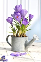 Photo sur Plexiglas Crocus crocus en pot décoratif sur une table en terrasse