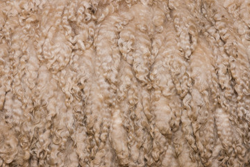 Texture of wool of merino ram