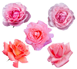 Roses flowers it is isolated a holiday
