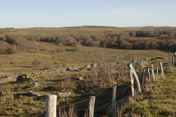 aubrac