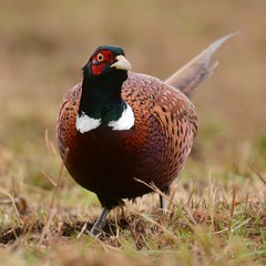 Ringneck Pheasant (Phasianus colchicus)