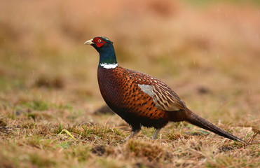 Ringneck Pheasant (Phasianus colchicus)