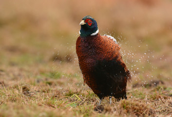 Ringneck Pheasant (Phasianus colchicus)