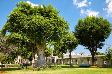 The old trees in the courtyard of Blue Mosque, Istanbul