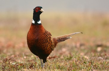 Ringneck Pheasant (Phasianus colchicus)