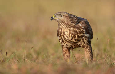Common buzzard (buteo buteo)