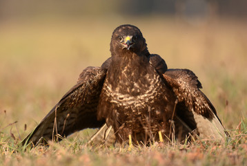 Common buzzard (buteo buteo)