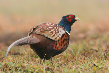 Ringneck Pheasant (Phasianus colchicus)