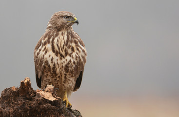 Common buzzard (buteo buteo)