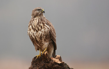 Common buzzard (buteo buteo)