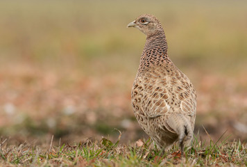 Ringneck Pheasant (Phasianus colchicus)
