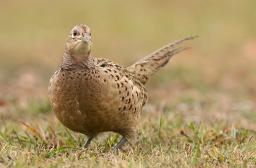 Ringneck Pheasant (Phasianus colchicus)