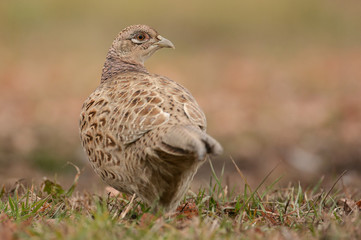 Ringneck Pheasant (Phasianus colchicus)