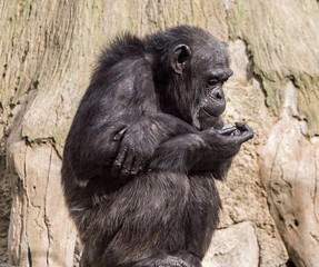 Sitting monkey chimp in a zoo on background of wood