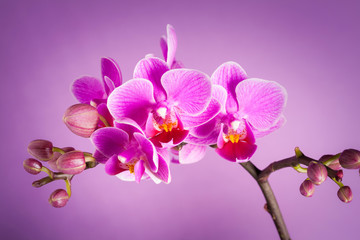 Naklejka na ściany i meble fiori di orchidea