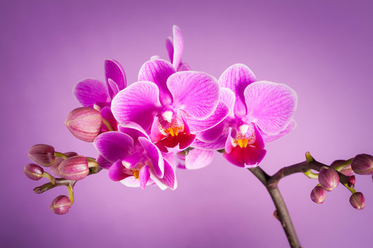 Fototapeta fiori di orchidea