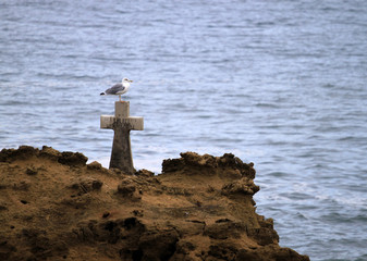 goéland sur la croix du rocher de la vierge de Biarritz