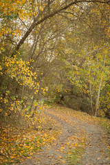 Path through the field full of yellow leaves.