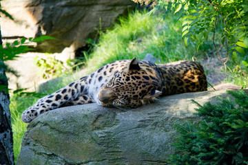Obraz premium Schlafender Leopard im Zoo Leipzig