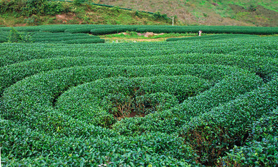 Moc Chau tea hill, Moc Chau village, Son La province, Vietnam