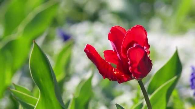 Red frilled tulip closeup waiving on the wind. Breathtaking nature scene of vivid flower in the garden in sunny day. Shallow dof. Full HD footage 1920x1080
