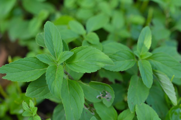 close-up image of mint leaf focus