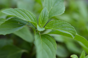 close-up image of mint leaf focus