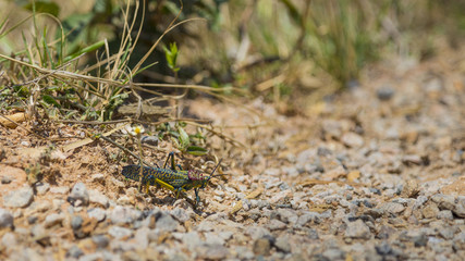 Colorful grasshopper on the ground