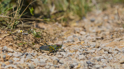 Colorful grasshopper on the ground