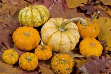 still life of pumpkins with leaves