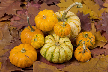 still life of pumpkins with leaves