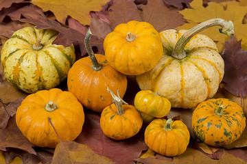 still life of pumpkins with leaves