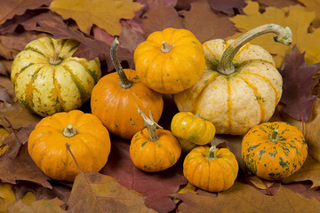 still life of pumpkins with leaves