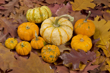 still life of pumpkins with leaves