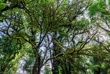Rainforest at Doi inthanon in Chiang Mai, Thailand.